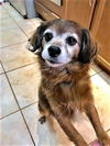 Scarlet- Senior Alert