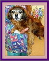 Scarlet- Senior Alert