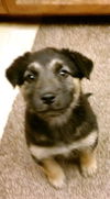 Two Female Puppies