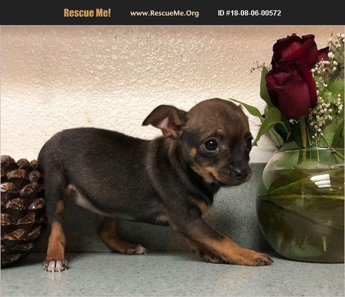Two Female Chi Pups