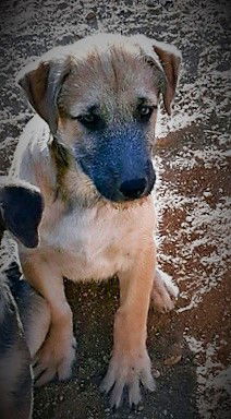Ranger
