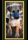 Ruger