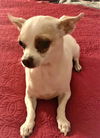 Kiwi TinkerBelle