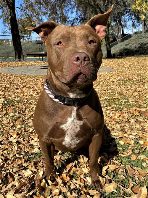 Frankie