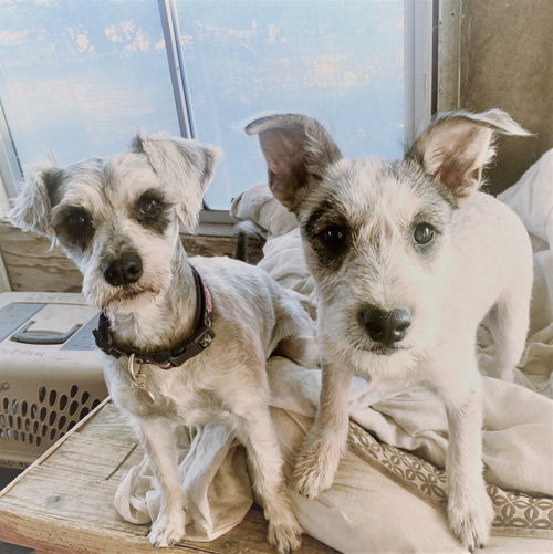 Tally and Lilly