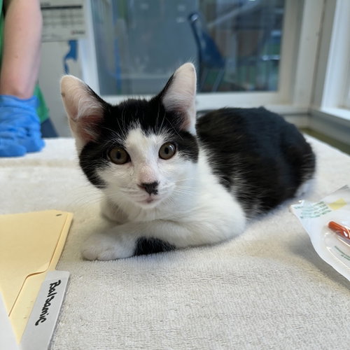 Balsamic, Baby Domestic Short Hair, cat for adoption in Binghamton, New York