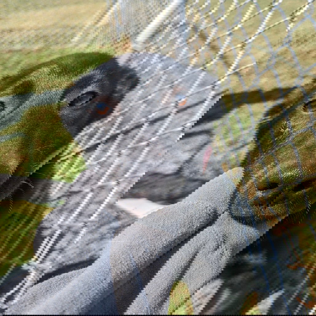 adoptable Dog in Spencer, NY named Homer