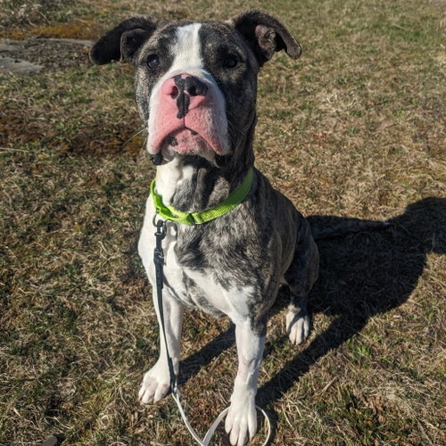 Karma, a dog for adoption from Animal Care Sanctuary