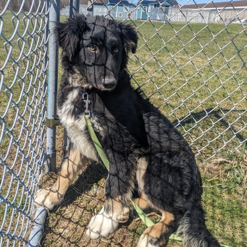 Spongebob, a dog for adoption from Animal Care Sanctuary