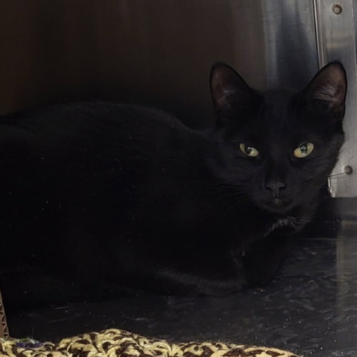 Franchesca, Adult Domestic Short Hair, cat for adoption in Binghamton, New York