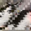 adoptable Cat in spencer, NY named Itchett (Horseheads PetSmart)