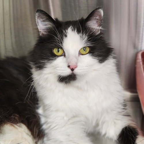 Itchett (Horseheads PetSmart), Young Domestic Long Hair, cat for adoption in Binghamton, New York