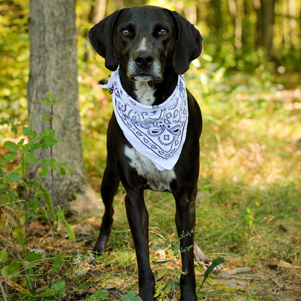 adoptable Dog in Spencer, NY named Campbell