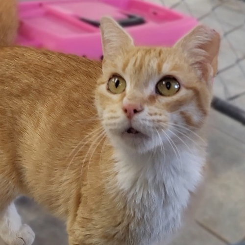 Pumpkin, Senior Domestic Short Hair, cat for adoption in Binghamton, New York