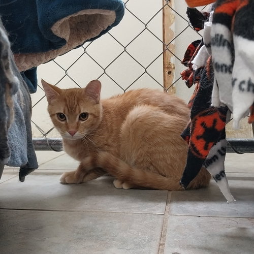 Elijah, Baby Domestic Short Hair, cat for adoption in Binghamton, New York
