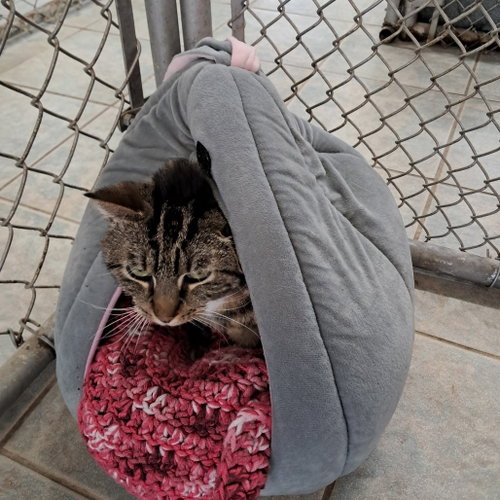 Princess, Adult Domestic Short Hair, cat for adoption in Binghamton, New York