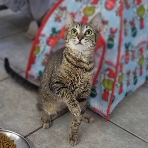 Ember, Adult Domestic Short Hair, cat for adoption in Binghamton, New York