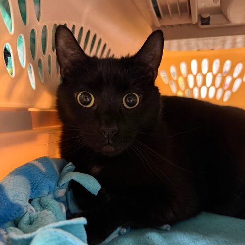 Odin, Adult Domestic Short Hair, cat for adoption in Binghamton, New York