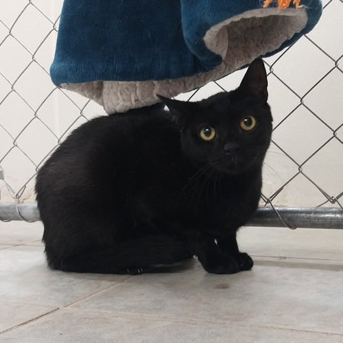 Daryl, Young Domestic Short Hair, cat for adoption in Binghamton, New York