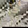 adoptable Cat in spencer, NY named Jessy