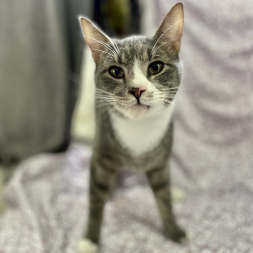 Jessy, Adult Domestic Short Hair, cat for adoption in Binghamton, New York