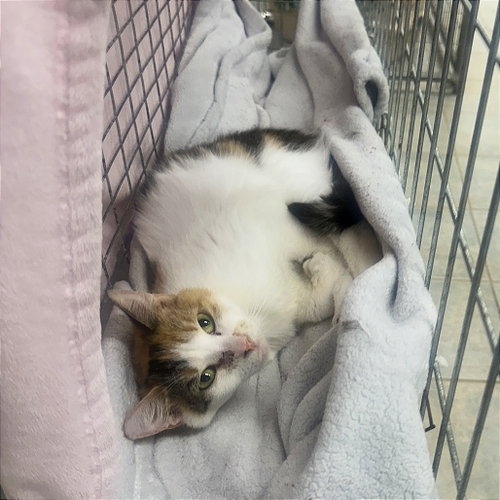 Gypsy, Adult Domestic Short Hair, cat for adoption in Binghamton, New York