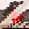adoptable Dog in  named Berger