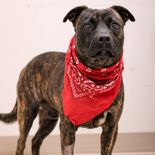 Berger, a dog for adoption from Animal Care Sanctuary