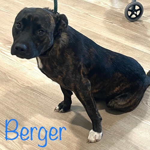 Photo 2 of Berger