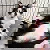 adoptable Cat in spencer, NY named Vinaigrette