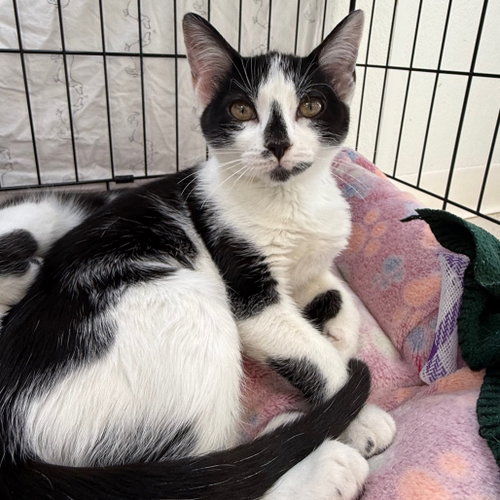 Vinaigrette, Baby Domestic Short Hair, cat for adoption in Binghamton, New York
