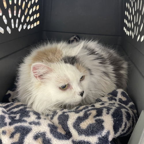 Gabriella, Senior Domestic Long Hair, cat for adoption in Binghamton, New York