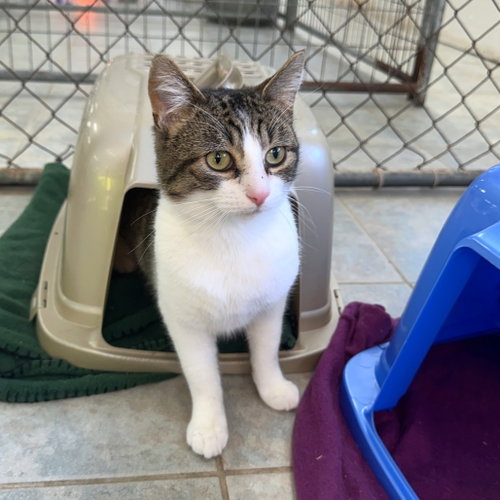 Stella Boy, Adult Domestic Short Hair, cat for adoption in Binghamton, New York