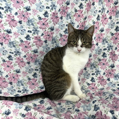 Photo 3 of Stella Boy