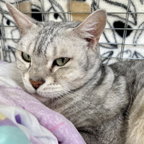 Chloe, Senior Bengal, cat for adoption in Binghamton, New York