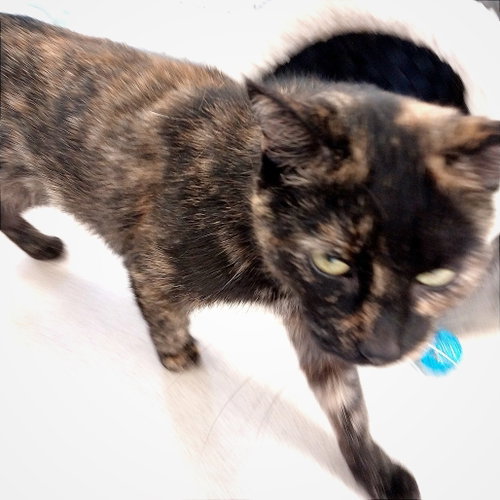 Cookie, Adult Domestic Short Hair, cat for adoption in Binghamton, New York