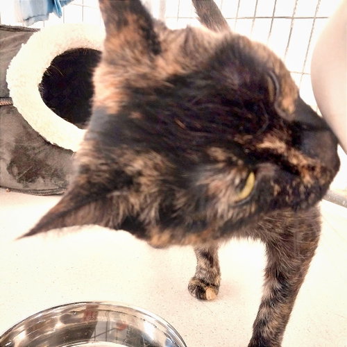 Photo 2 of Cookie