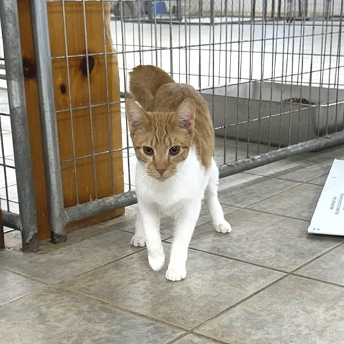 Phoenix, Young Domestic Short Hair, cat for adoption in Binghamton, New York