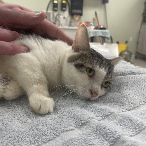 Tapioca, Young Domestic Short Hair, cat for adoption in Binghamton, New York
