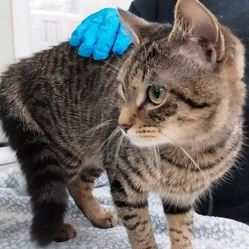 Ash (Ithaca PetSmart), Young Domestic Short Hair, cat for adoption in Binghamton, New York