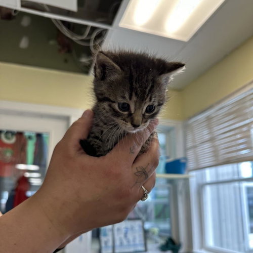 Photo 2 of Ash (Ithaca PetSmart)