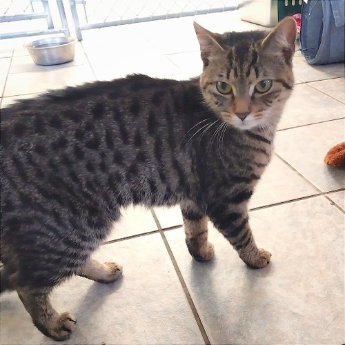 Photo 4 of Ash (Ithaca PetSmart)