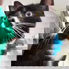 adoptable Cat in spencer, NY named Cinder