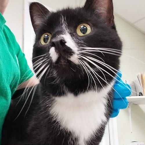 Cinder, Adult Domestic Short Hair, cat for adoption in Binghamton, New York