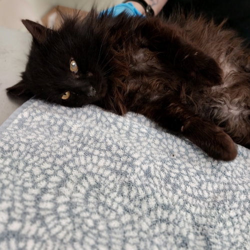 Niko, Adult Domestic Long Hair, cat for adoption in Binghamton, New York