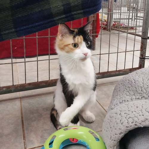 Starlight, Adult Domestic Medium Hair, cat for adoption in Binghamton, New York