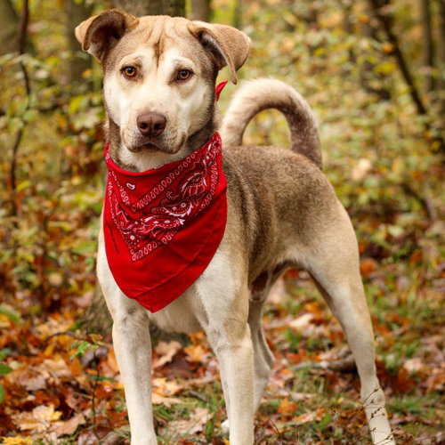 Charley, a dog for adoption from Animal Care Sanctuary