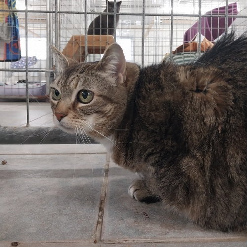 Annabelle, Senior Domestic Short Hair, cat for adoption in Binghamton, New York