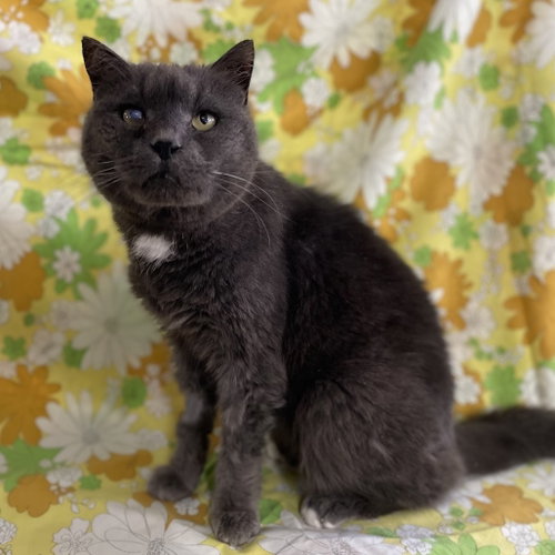 Smokey, Senior Domestic Short Hair, cat for adoption in Binghamton, New York
