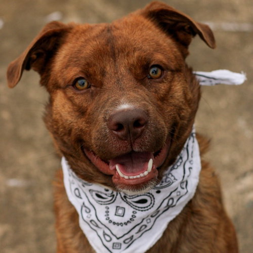 Rio, a dog for adoption from Animal Care Sanctuary